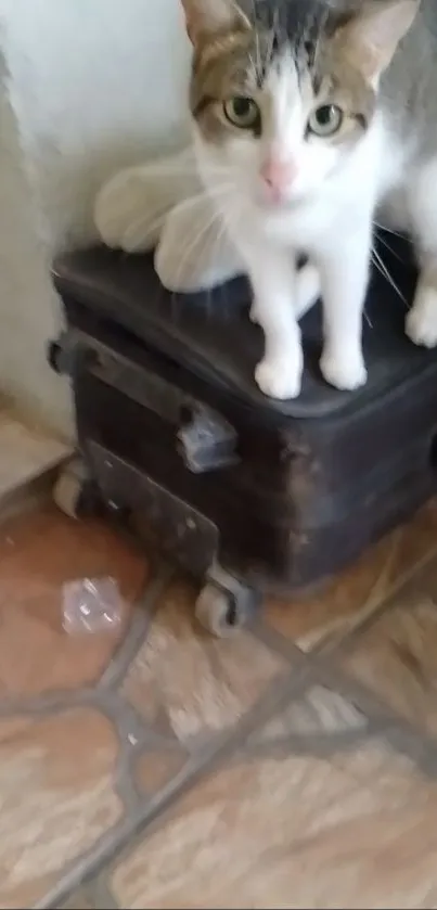 Cat with green eyes sitting on a suitcase, wooden floor.