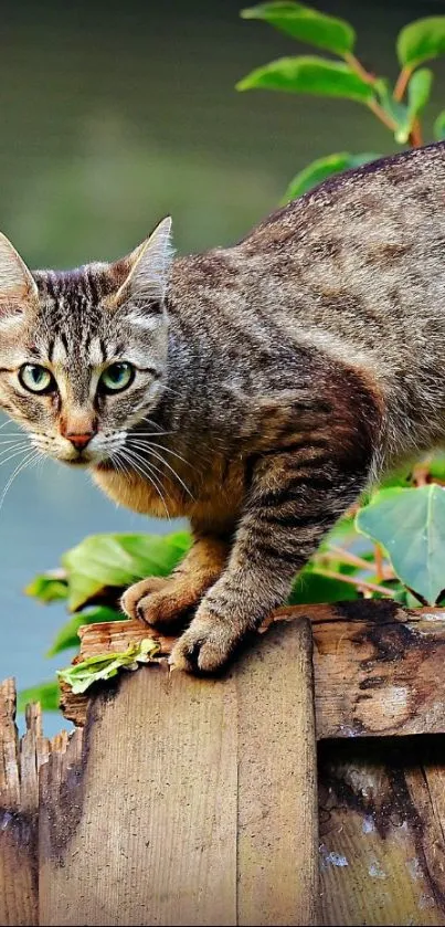 Tabby cat on a wooden fence, surrounded by green leaves.