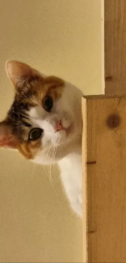 Cute cat peeking over wooden edge with natural lighting.