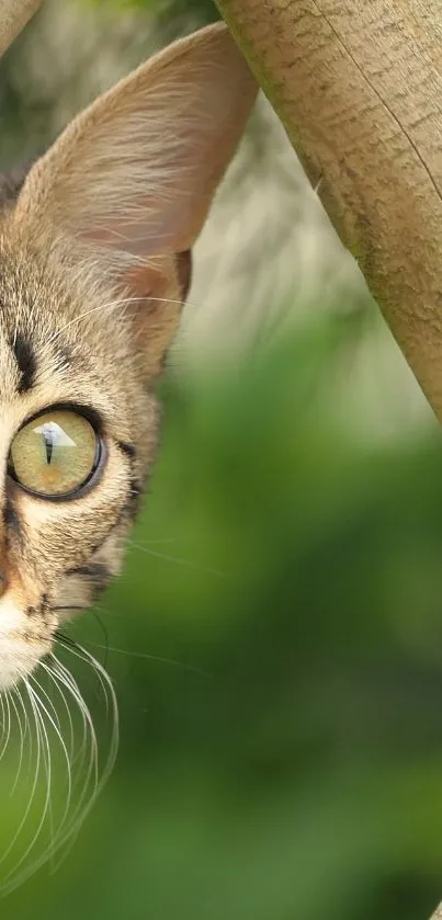 Curious cat peeking through wooden beams with green background.