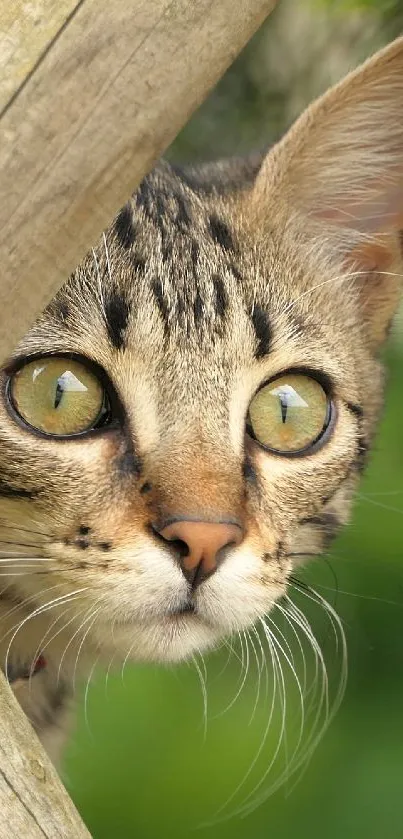 Curious cat peeking through wooden fence mobile wallpaper.