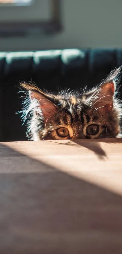 Cute cat peeking over table in sunlit room wallpaper.