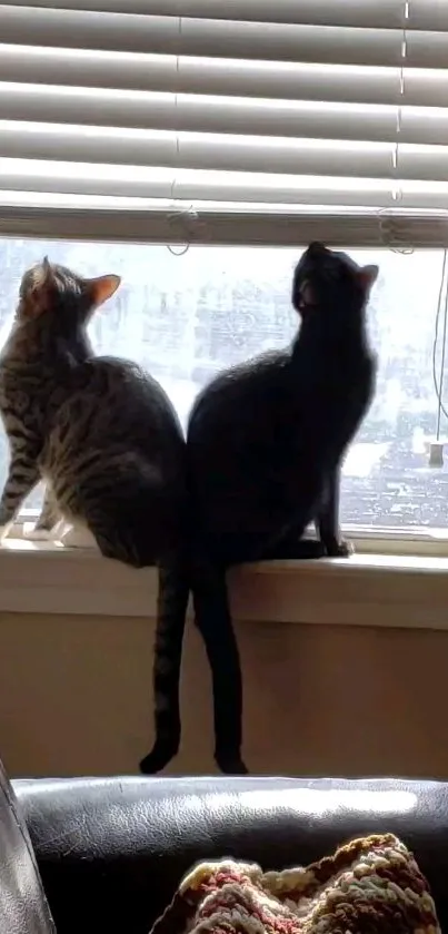 Two curious cats sitting by a sunlit window, gazing outside.