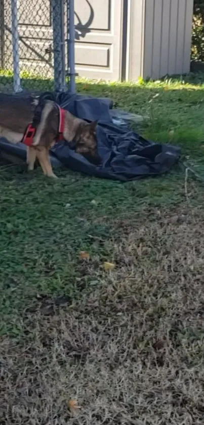 Dog exploring a grassy yard near a black tarp.