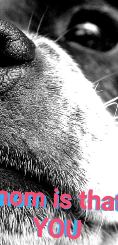 Close-up of a dog's face with pink text overlay.