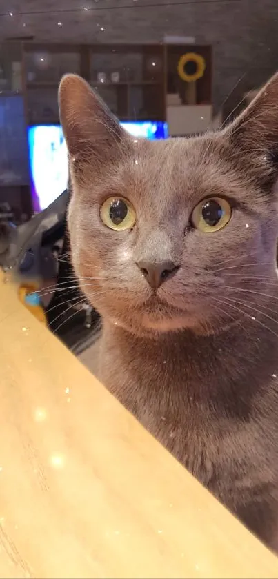 Curious gray cat with sparkling eyes in a cozy indoor setting.