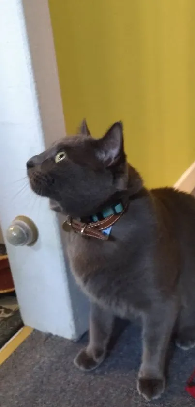 Gray cat looking up on colorful carpet with yellow wall.