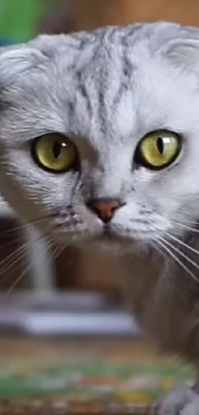 Curious grey Scottish Fold cat with striking yellow eyes.