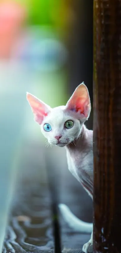 Hairless cat peeking with colorful eyes.