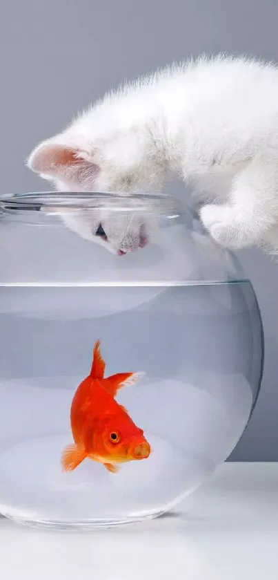 White kitten peering at a goldfish in a clear bowl.