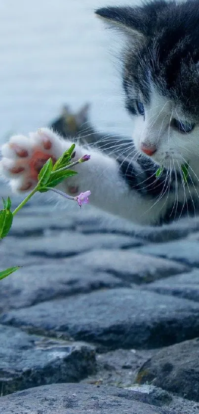 Kitten reaches towards a small flower on a stone path.