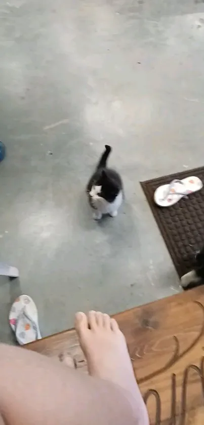 Playful black and white kitten on cozy floor.