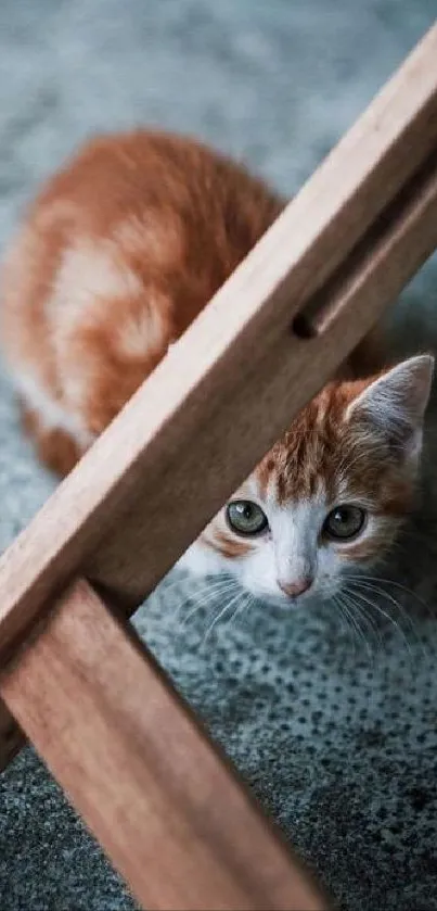 Orange kitten peeks under a wooden chair on a gray floor.