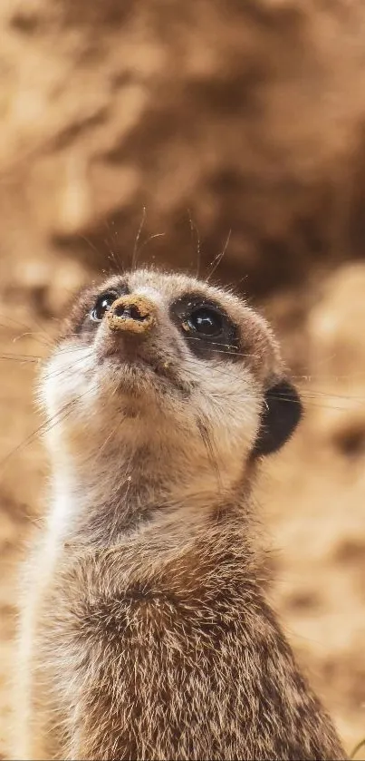 Close-up of a curious meerkat against a brown background.