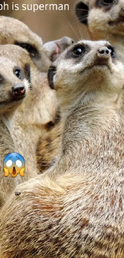 Group of meerkats looking curiously in nature.
