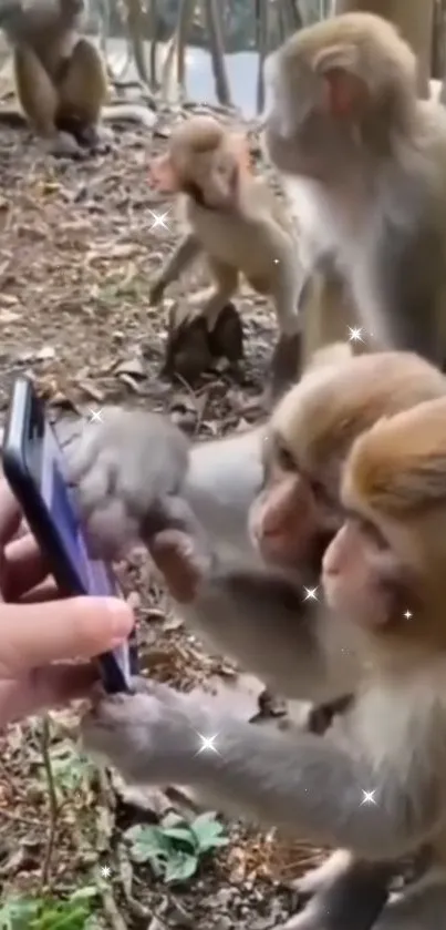 Monkeys exploring a smartphone outdoors.