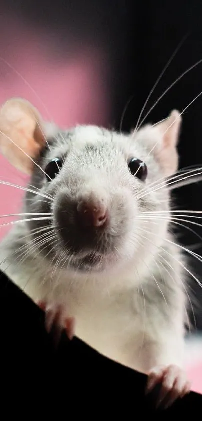 Curious mouse peeking through a pink backdrop.