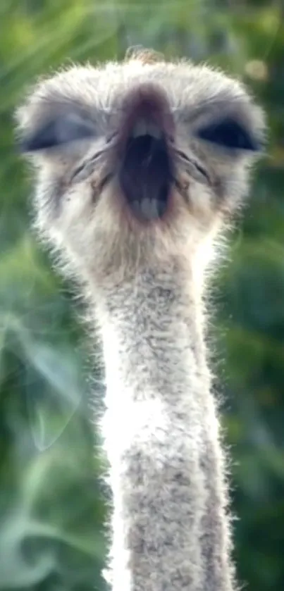 Close-up view of a curious ostrich head with a green blurred background.