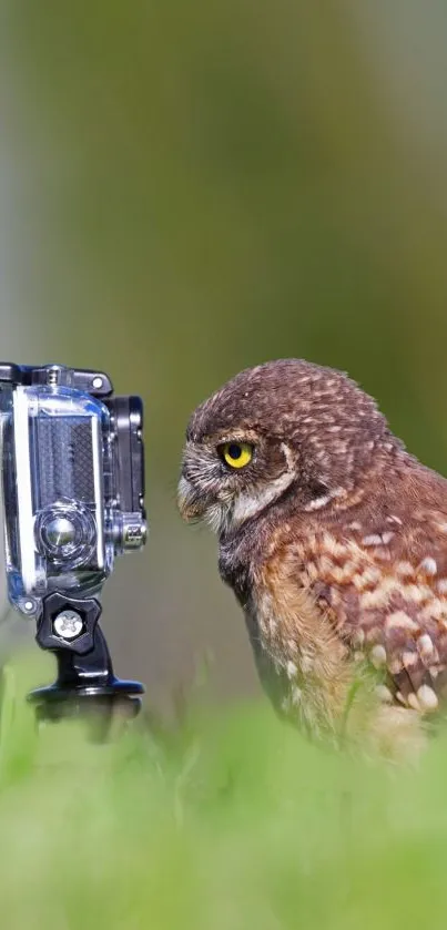 A curious owl closely observes a camera on a green grassy background.