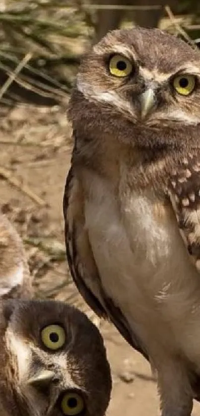 Group of four curious owls on rustic ground.