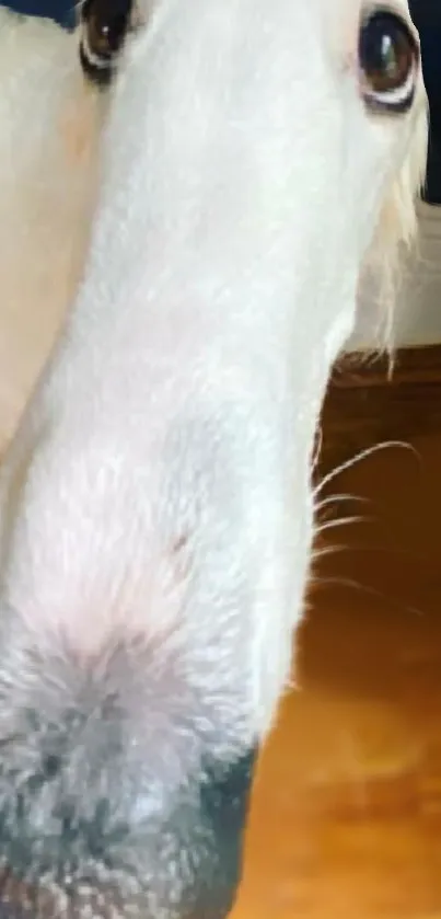 Close-up of a curious, fluffy puppy with a warm-toned background.