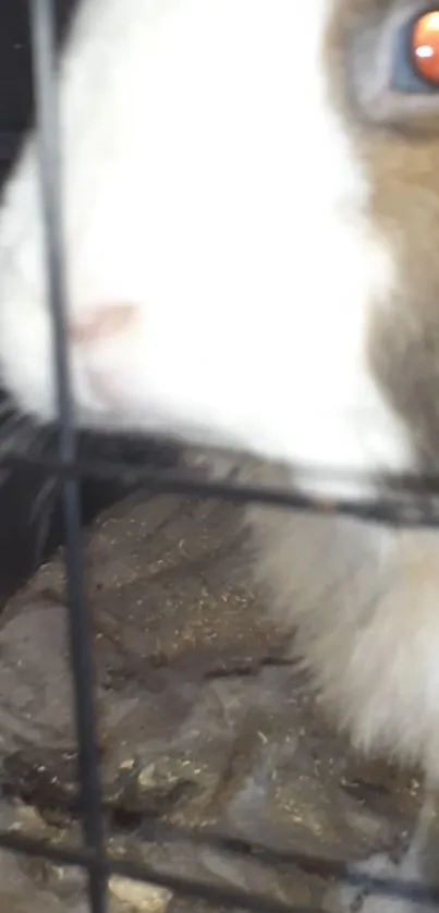 Close-up of a curious rabbit peeking through a cage in a rustic setting.