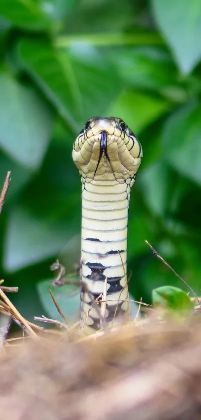 A snake curiously peering through green leaves in a natural jungle setting.