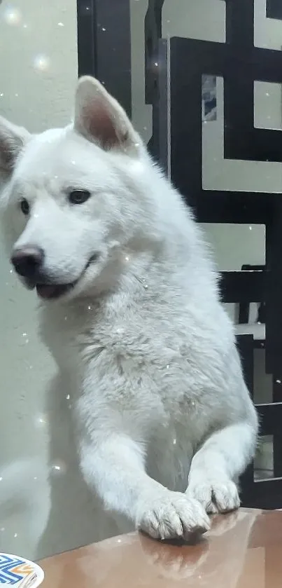 Adorable white dog curiously standing indoors, bright and playful.