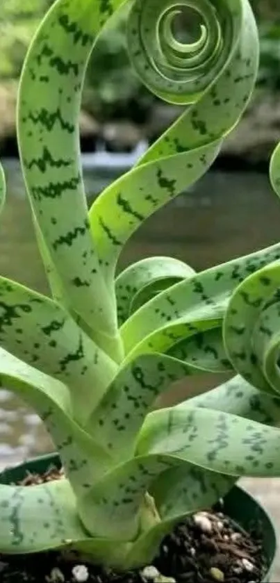 Curly succulent with a water background