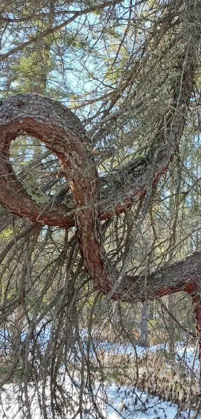 Twisted tree in a serene forest setting, unique and captivating.