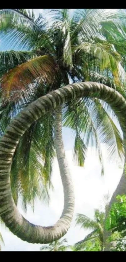 Curved palm tree with green leaves in a tropical setting wallpaper.