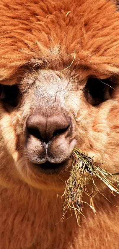 Close-up of an adorable alpaca eating grass, perfect wallpaper for animal enthusiasts.