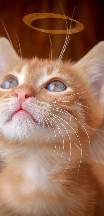 Adorable kitten with angel wings and halo.