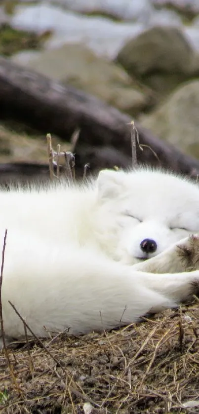 Adorable white arctic fox sleeping on a grassy terrain.