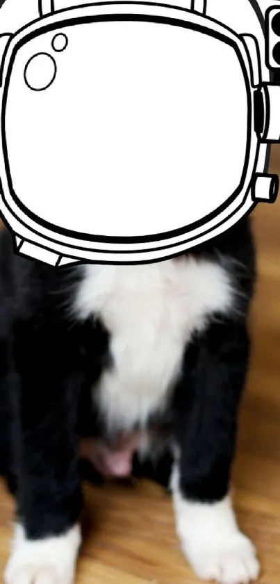 Playful black and white cat with an astronaut helmet illustration on wood floor.