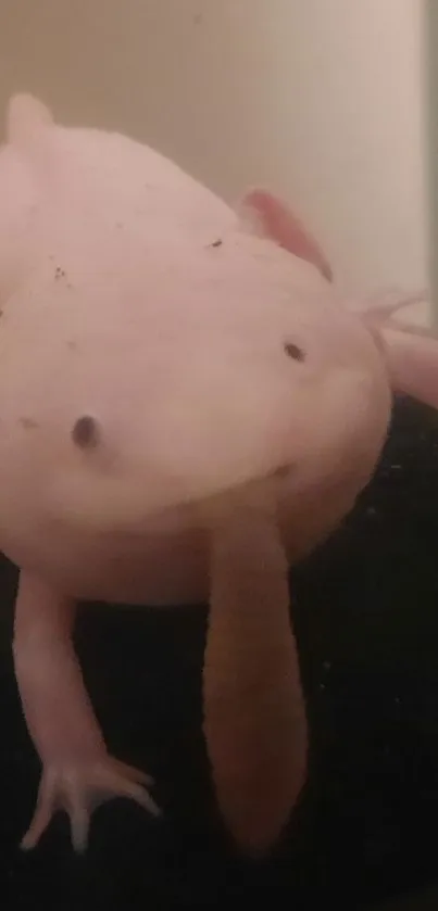 Adorable axolotl with a pale pink hue, perfect for mobile wallpaper.