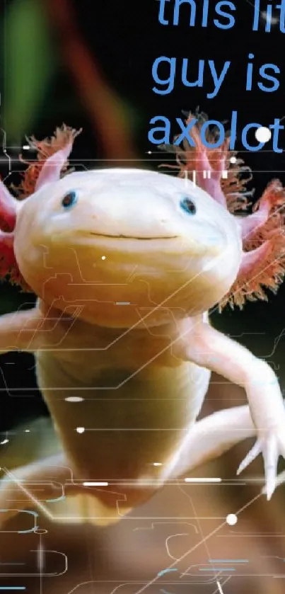 Adorable axolotl with pink gills on a mobile wallpaper.