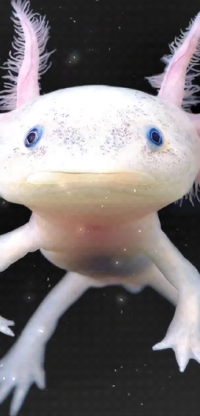 Cute axolotl on a black background, perfect for phone wallpaper.