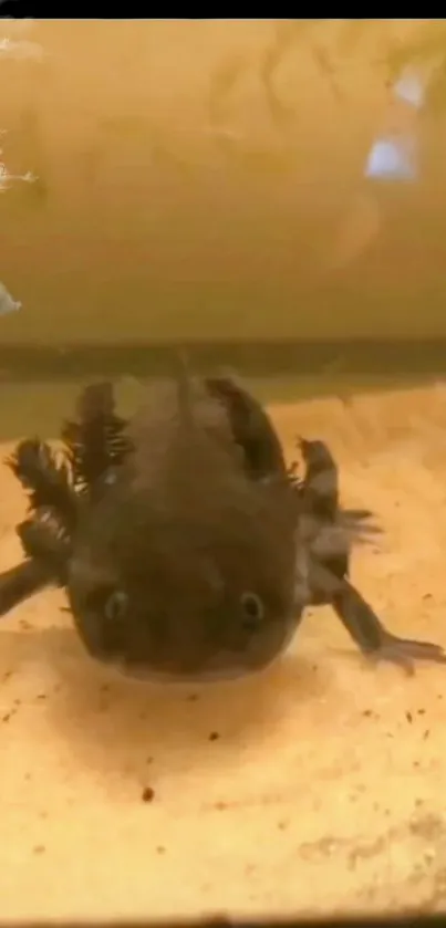 Cute axolotl on sandy bed, underwater wallpaper.