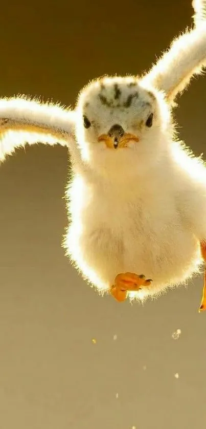 Adorable fluffy baby bird mid-flight with a warm brown background.