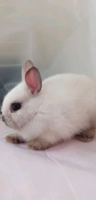 Adorable white baby bunny rabbit on soft background.