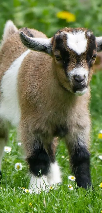 Adorable baby goat standing in a green meadow with yellow and white flowers.