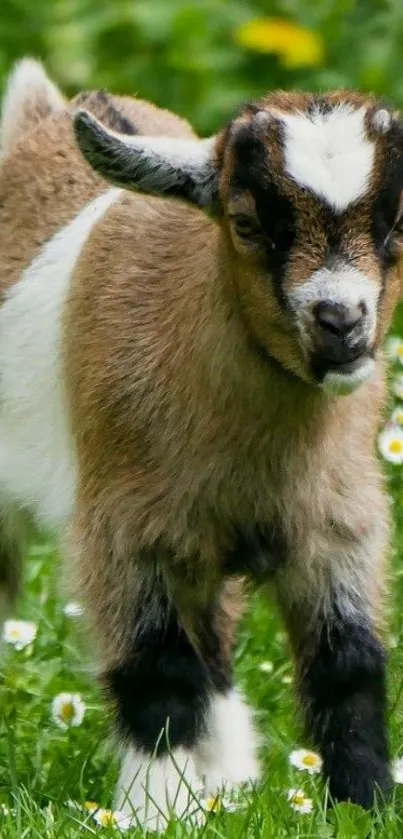 Cute baby goat standing in a green meadow with flowers.