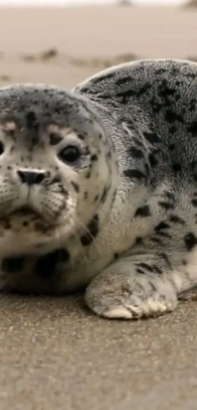 Adorable baby seal resting on the sandy beach.