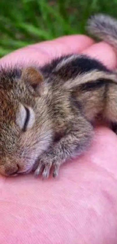 Adorable baby squirrel peacefully sleeping in a human hand.