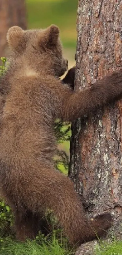 Bear cub climbing tree in green forest wallpaper.