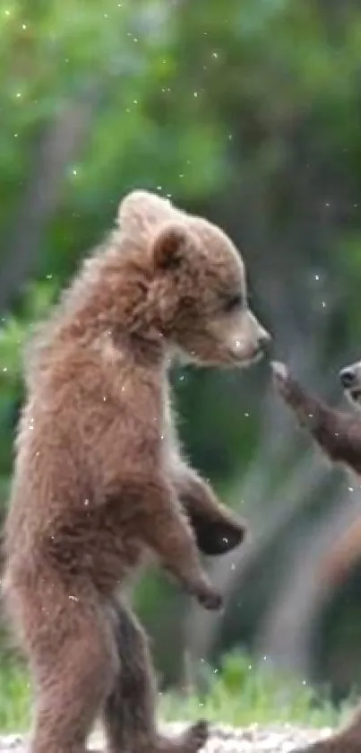 Two cute bear cubs playfully interacting in a lush green forest setting.