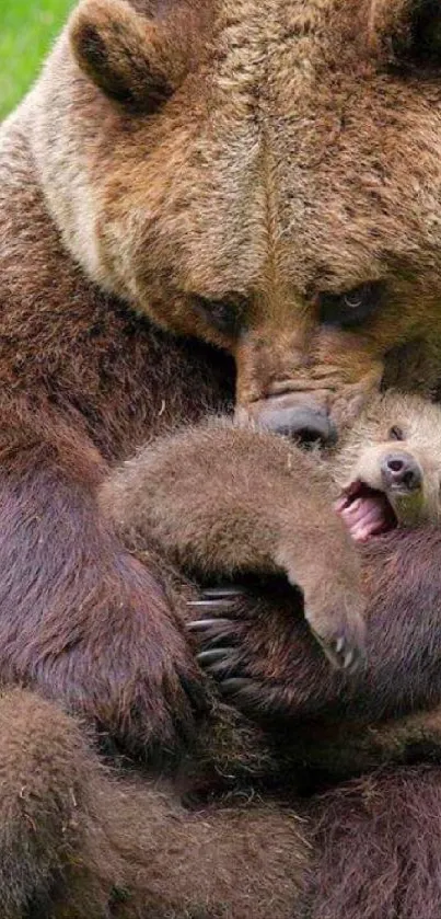 Mother bear cuddling her playful cub in a green meadow.