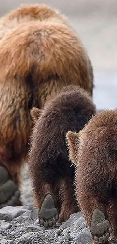 Bear family walking on a rocky path.