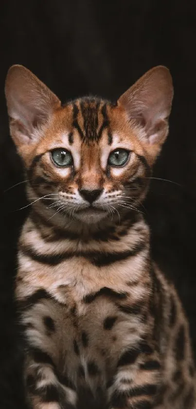 Close-up portrait of a Bengal cat against a dark background.